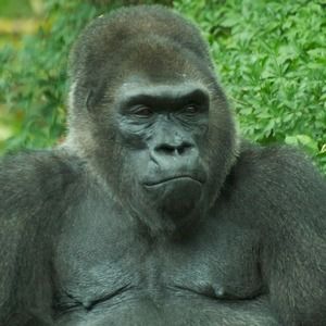 Meet your Posher, Paul